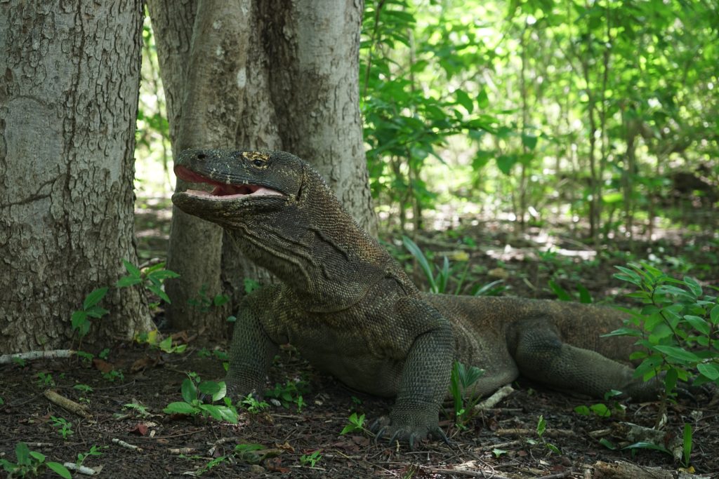 Pulau Komodo