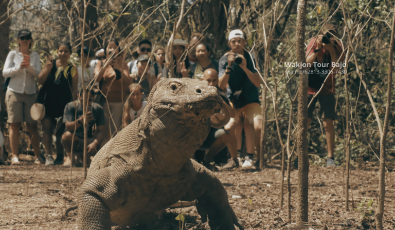 pulau komodo labuan bajo