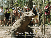 PESONA PULAU RINCA: PETUALANGAN DI TENGAH KEBERAGAMAN ALAM NUSA TENGGARA