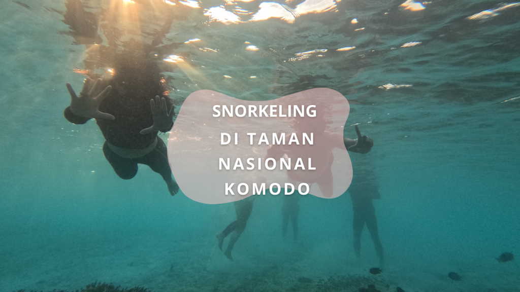 snorkeling di taman nasional komodo