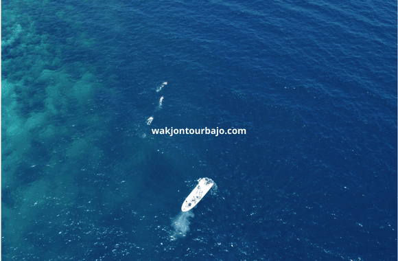 open trip labuan bajo 1 day