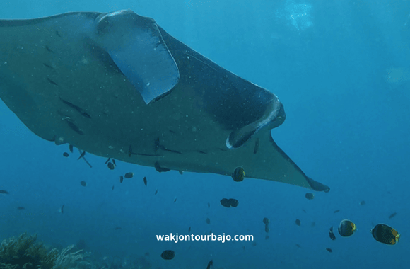 open trip labuan bajo 2 hari 1 malam