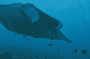 Diving Labuan Bajo
